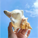 Natural Conch Seashells Set Of 2