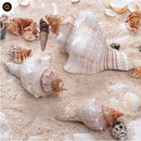 Natural Conch Seashells Set Of 2