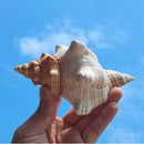 Natural Conch Seashells Set Of 2