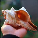 Natural Conch Seashells Set Of 2