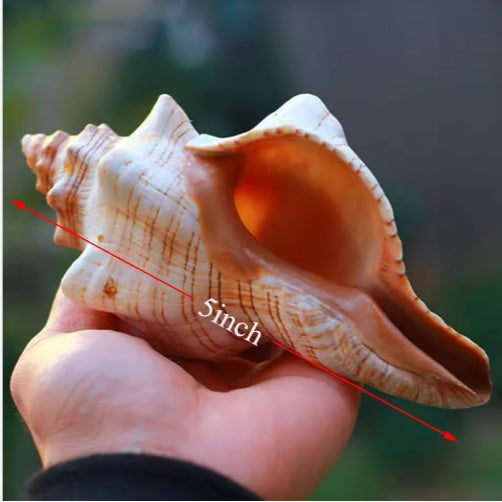 Natural Conch Seashells Set Of 2