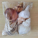 Natural Conch Seashells Set Of 2